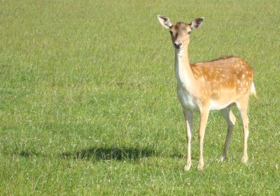Bild von Damwild